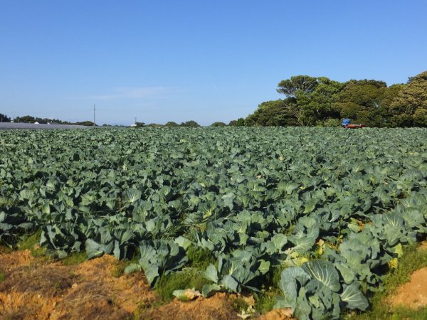 画像7: きゃべつ塩せんべい (7)